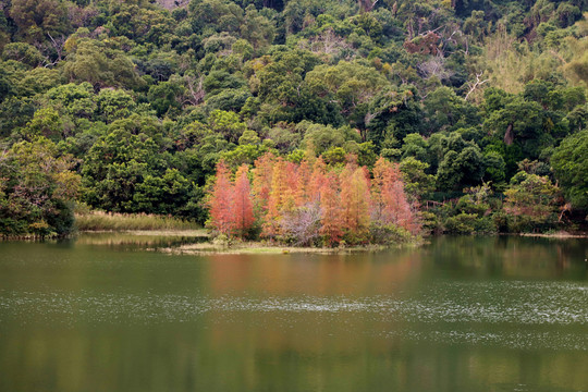 深圳恩上水库红杉树