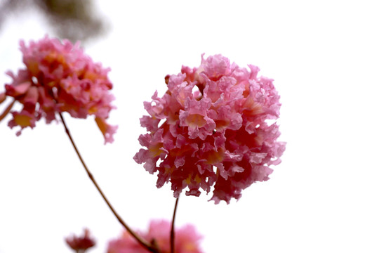 紫花风铃木绣球