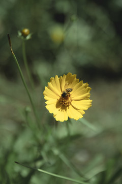 黄色菊花野花观赏花植物