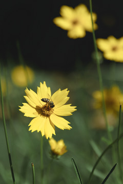 观赏花黄色小花公园