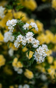 木香花