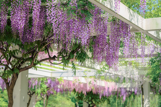 紫藤花开