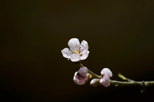 桃花