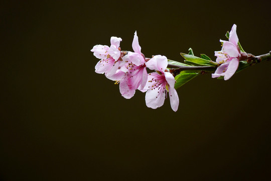 桃花