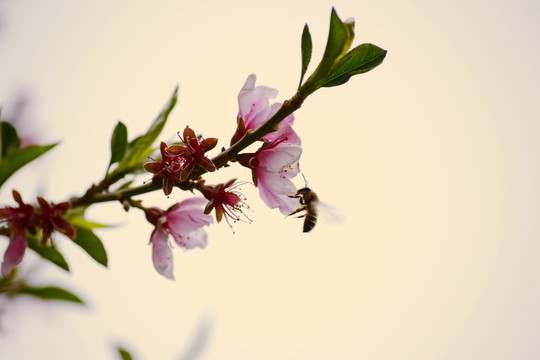 桃花蜂影