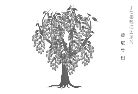 黄皮果树插图