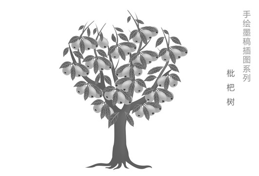 枇杷树插图