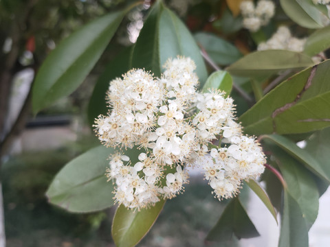 球花石楠花