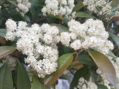 球花石楠特写