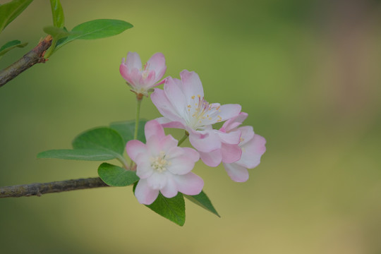 元大都遗址公园海棠花