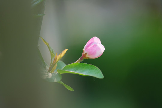 元大都遗址公园海棠花