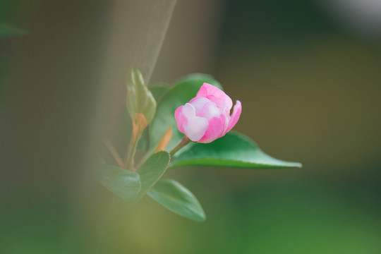 元大都遗址公园海棠花