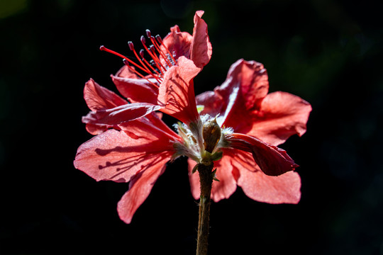 杜鹃花