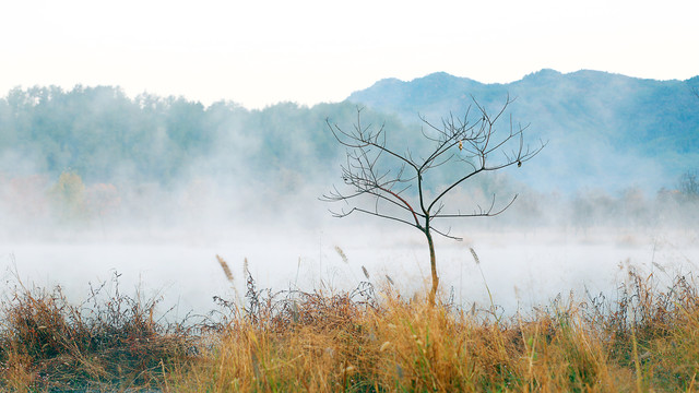 晨雾小景