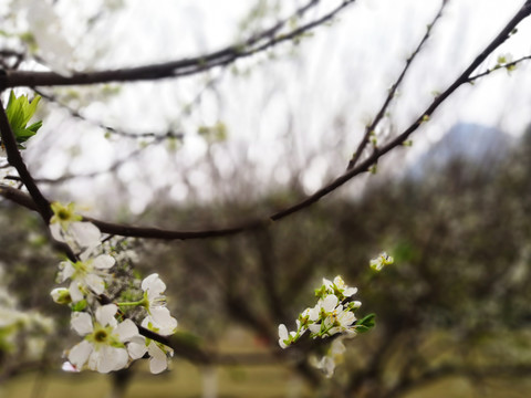 白色李子花