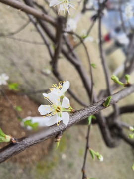 白色李子花