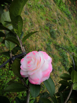 粉红白茶花