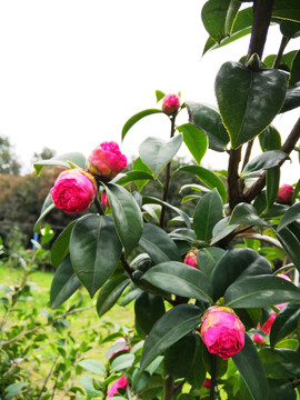 茶花花苞