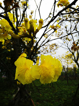 黄花风铃木