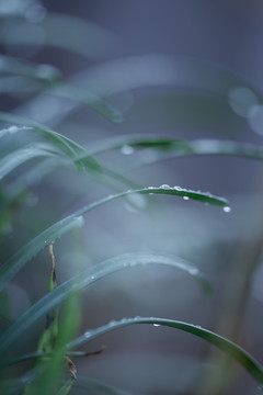 綠色植物