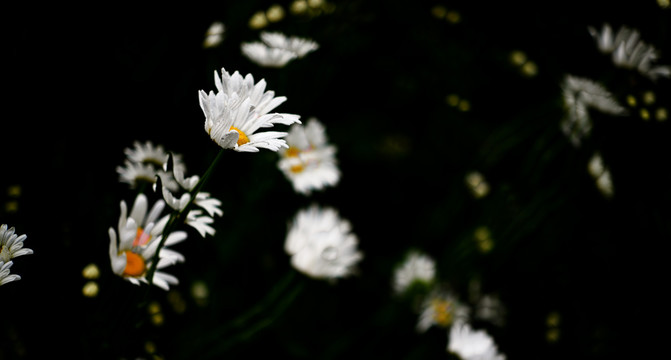 白色小菊花