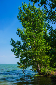 云南昆明滇池湿地