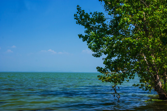 云南昆明滇池湿地