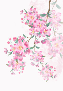 蘋果花