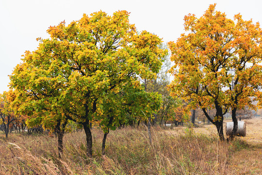秋季柞树蒙古栎