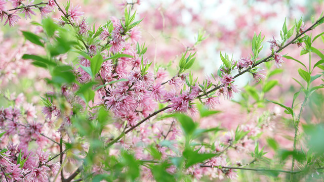 菊花桃