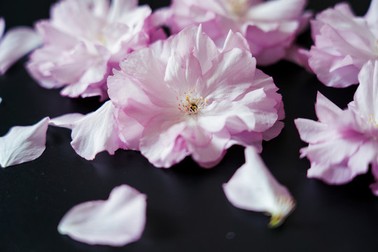 樱花特写