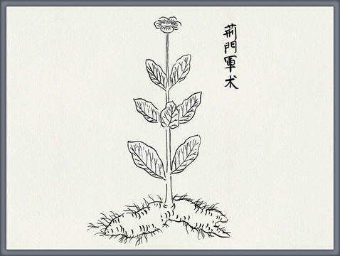 白术中医中草药素材白描矢量