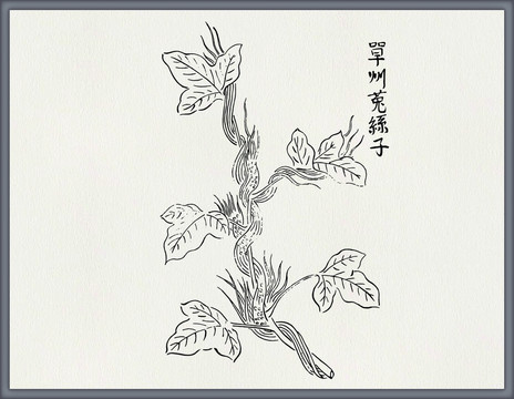 菟絲子中醫(yī)中草藥素材白描矢量