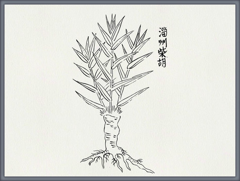 柴胡中醫(yī)中草藥素材白描矢量