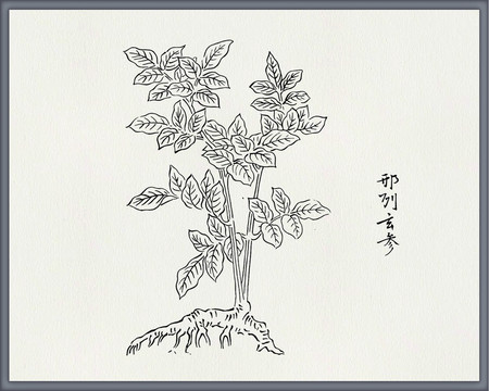 玄参中医中草药素材白描矢量