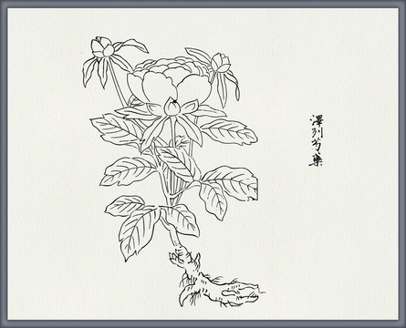 芍药中医中草药素材白描矢量