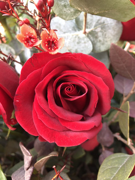 玫瑰花