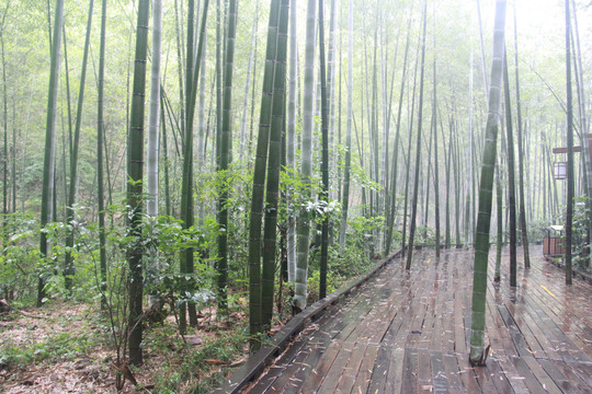 南山竹海