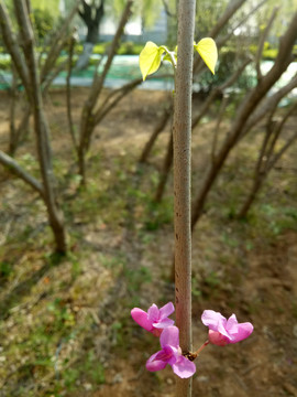 紫荆花