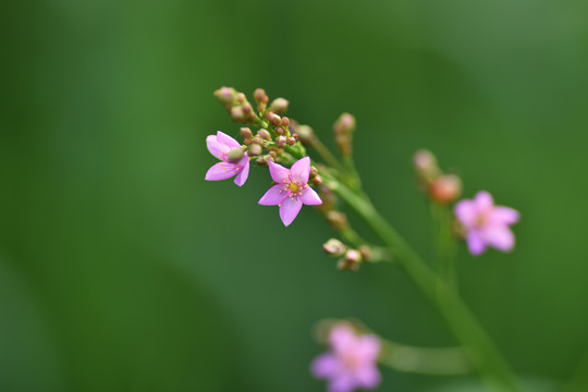 土人参花