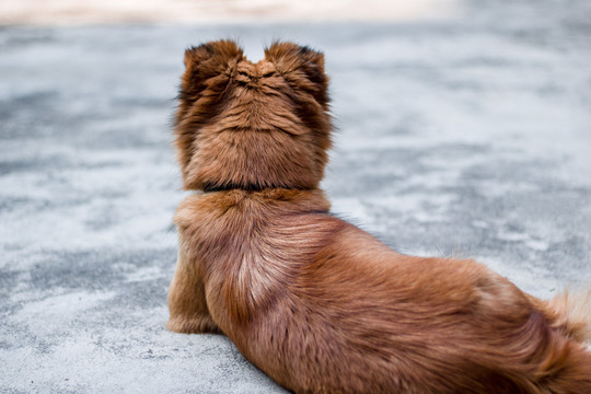 中华田园犬