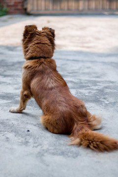 中华田园犬