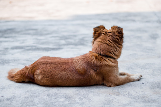 中华田园犬