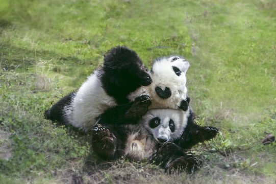 熊猫宝宝
