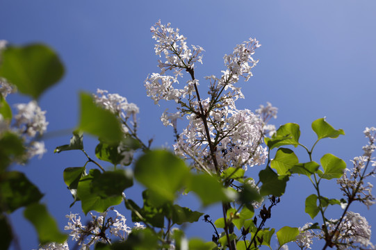 白色丁香花