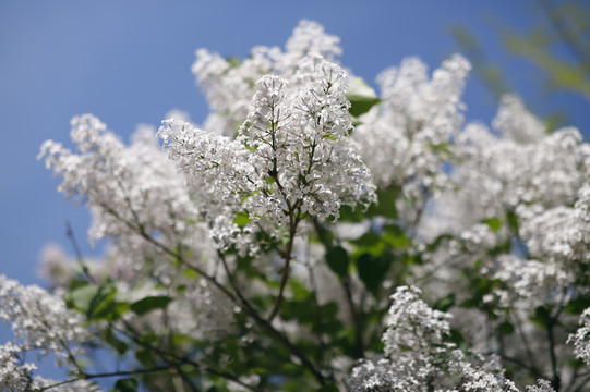 丁香花