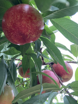 树上熟新鲜水果油桃
