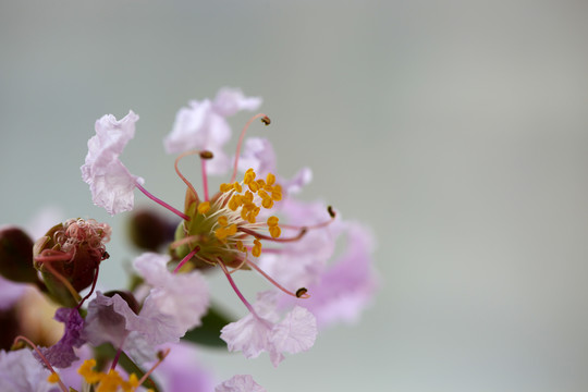 插花花卉鲜花