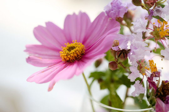 插花花卉鲜花