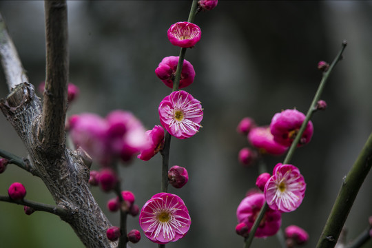 梅花